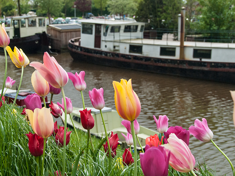 Tulpenstad Dokkum. Foto: Stichting Dokkum Tulpenstad