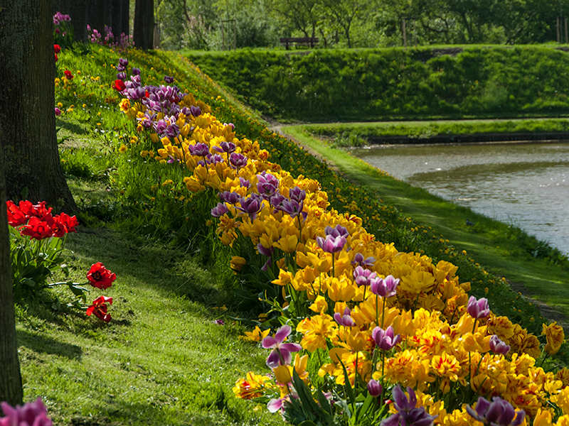 Tulpenstad Dokkum. Foto: Stichting Dokkum Tulpenstad