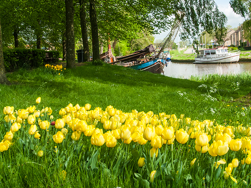 Tulpenstad Dokkum. Foto: Stichting Dokkum Tulpenstad