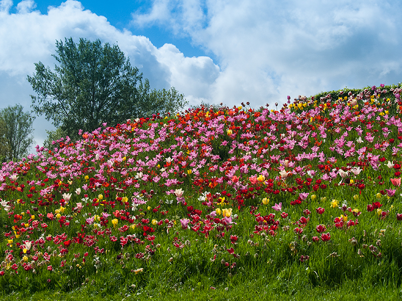 Tulpenstad Dokkum. Foto: Stichting Dokkum Tulpenstad
